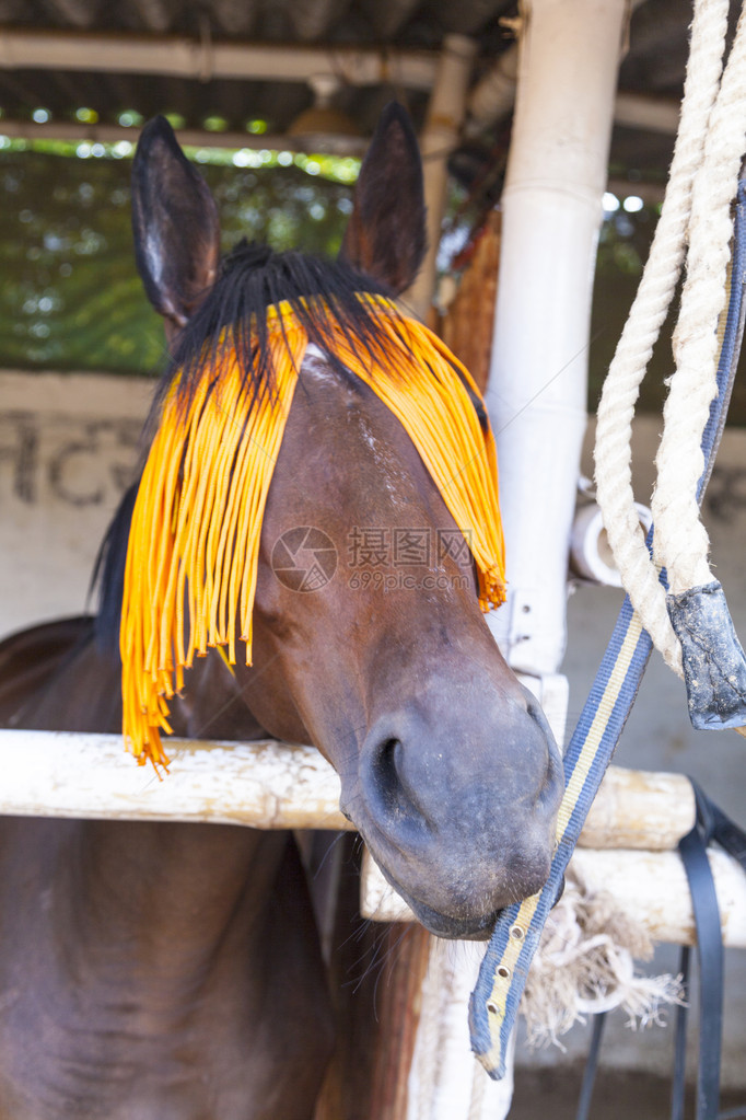 带橙色马具的马肖像图片