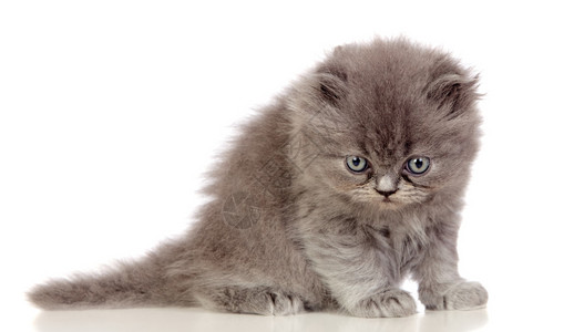 美丽的安哥拉小猫灰色和柔软的毛发图片
