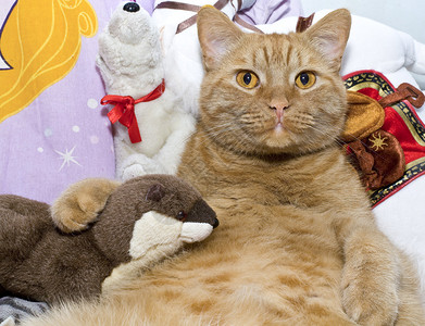 胖橘猫和他的玩具水獭图片