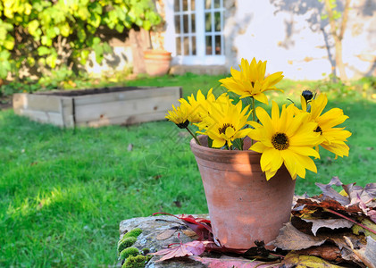 秋季花园盆中的黄色雏菊背景图片