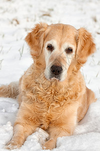 可爱的金毛猎犬在雪地里玩耍图片