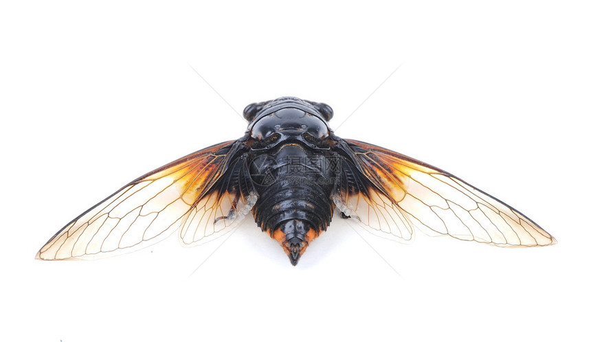 Cicada孤立图片
