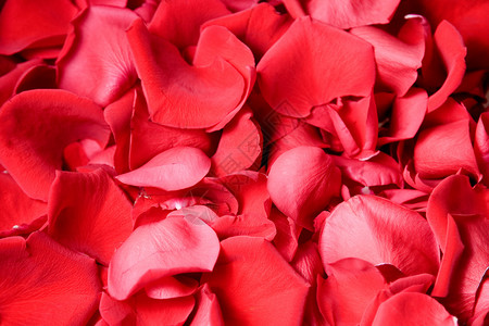 白色背景上美丽的红玫瑰花瓣图片
