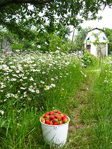 满水桶和草莓在一张带甘菊图片