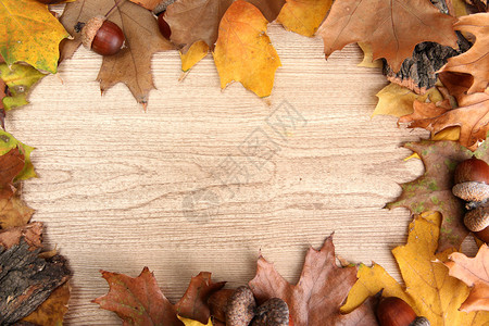 秋叶上的棕色橡子图片
