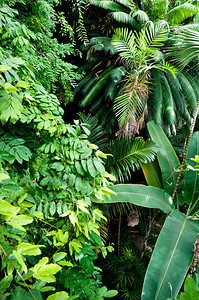热带森林叶子和植图片