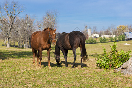 农场里的两匹马背景图片