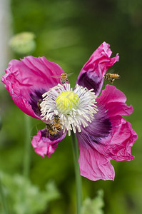 蜜蜂从白花和粉红色花图片