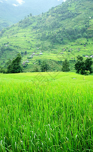 绿色稻田和山区河流景观图片