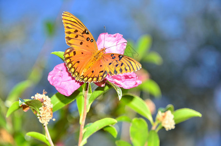 一只夕阳色的蝴蝶落在一朵粉红色的花朵上背景图片