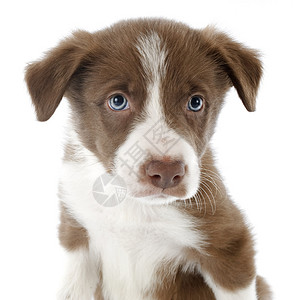白色背景面前的小狗边疆的肖像背景图片