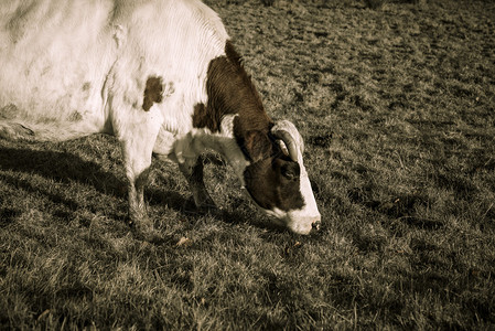 丹麦秋季草地上放牧的特写奶牛图片