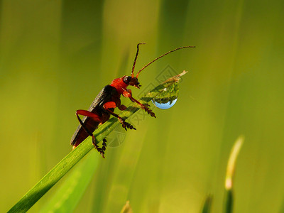 草地上的小甲虫和露水滴子的细图片
