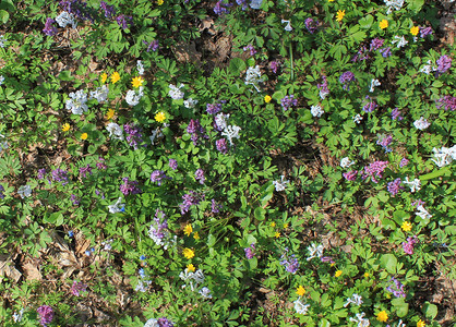 春天背景中的野花图片