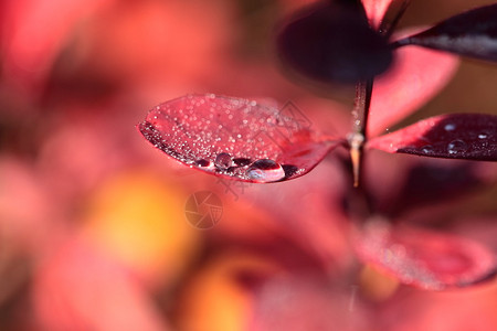 红花叶子上的露水图片