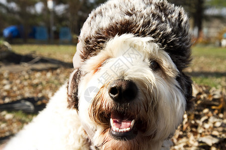秋季狗戴毛皮人造耳罩帽的特写图片