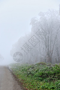 有雾的森林景观图片