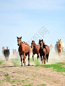 田野上的马群图片