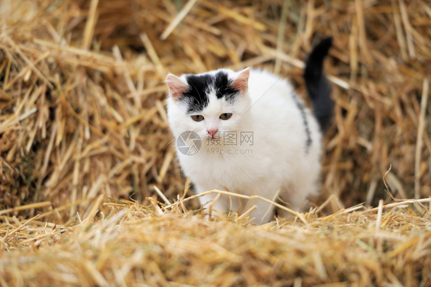 猫在稻草上图片