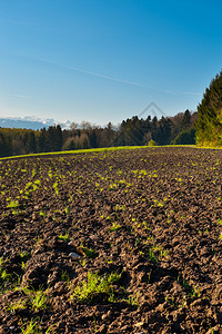 瑞士的耕地和森林图片