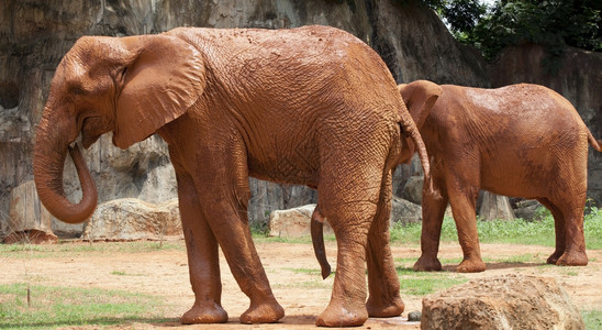 非洲大象用红泥覆盖身体以防止皮肤和身体图片