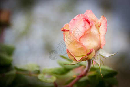 早晨秋天的一朵浪漫玫瑰图片