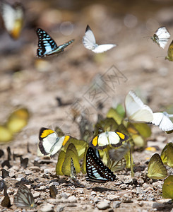 很多蝴蝶在野外流动白蝴蝶有图片