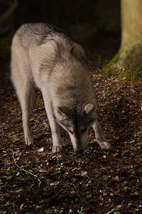 森林深处的灰狼图片