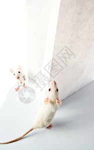 可爱的白老鼠检图片