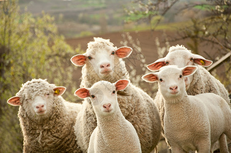 羊和小羊背景图片