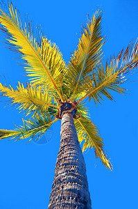 热带天空棕榈黄图片