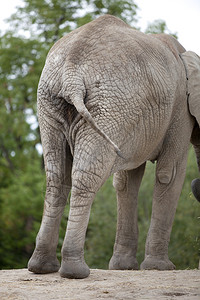 大象在吃草时摆动它的尾巴图片