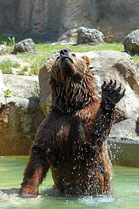 棕熊UrsusArctos正图片