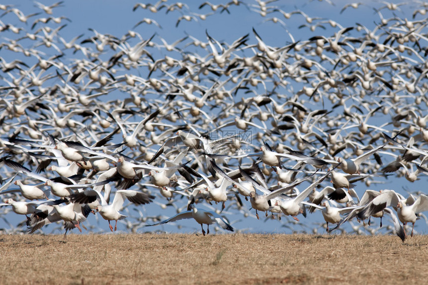 数千只鹅ChenCaeluescensens从美国潘西瓦尼亚兰开斯特县图片