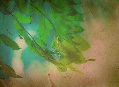 春天自然绿叶老垃圾纸纹理背景图片