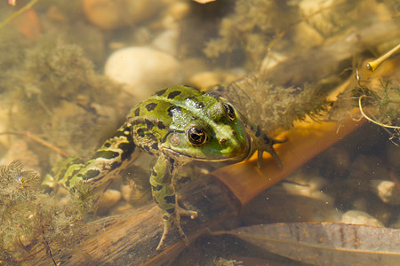 水中的青蛙图片