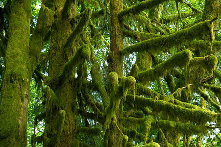 美国西北雨林中长满苔藓的树枝美国奥林匹克公园自然照片集生图片