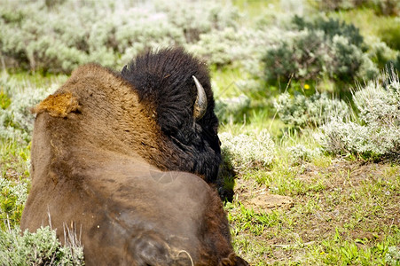 黄石美国水牛在阳光下放松美国怀俄明州黄石公园野图片