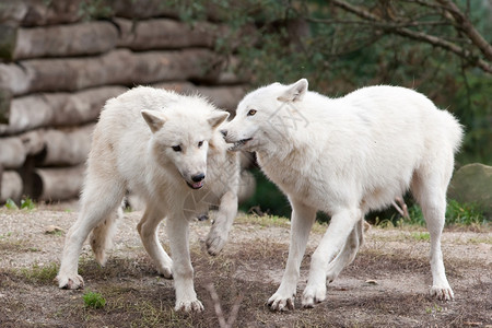 森林中的大型成年北极狼图片
