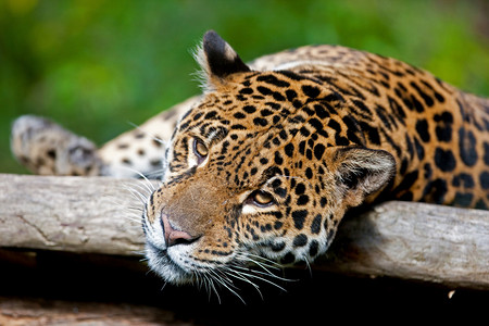 捷豹Panther背景图片