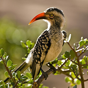 南非克鲁格公园的南部黄嘴犀鸟图片