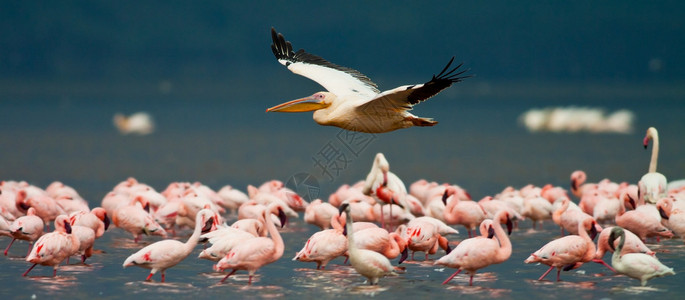 纳库鲁湖公园中的白和火烈鸟图片