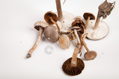 有毒蘑菇的图像图片