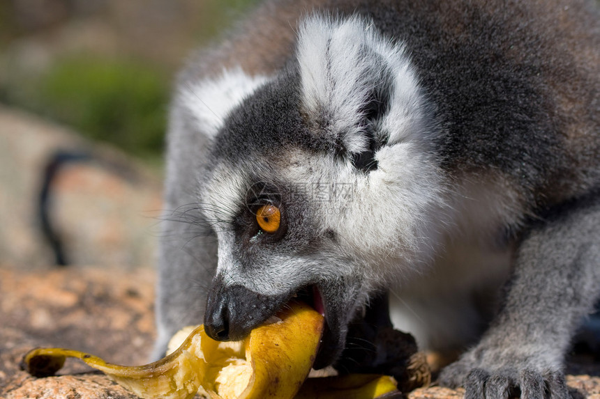 狐猴吃香蕉图片