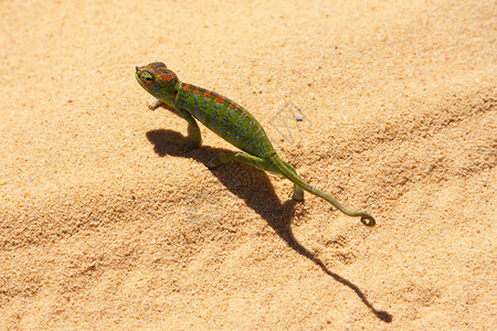 沙上绿色蜥蜴图片
