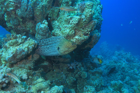 洋烧海鳗红海的洋生物背景