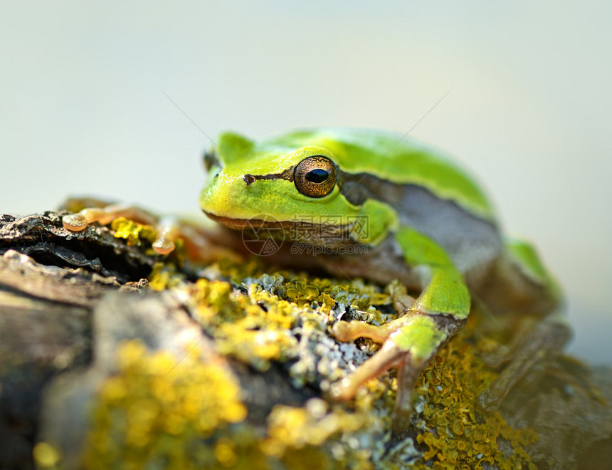 青蛙肖像图片