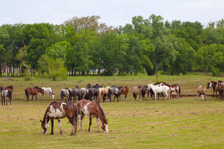 阿根廷放牧的马群图片