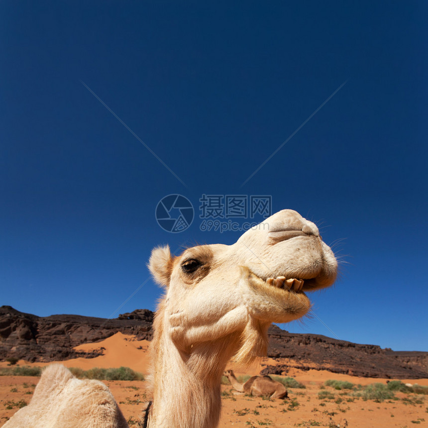 撒哈拉沙漠中的骆驼图片
