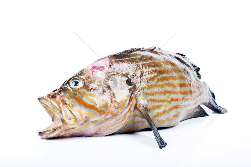 来自安达曼海的鱼图片